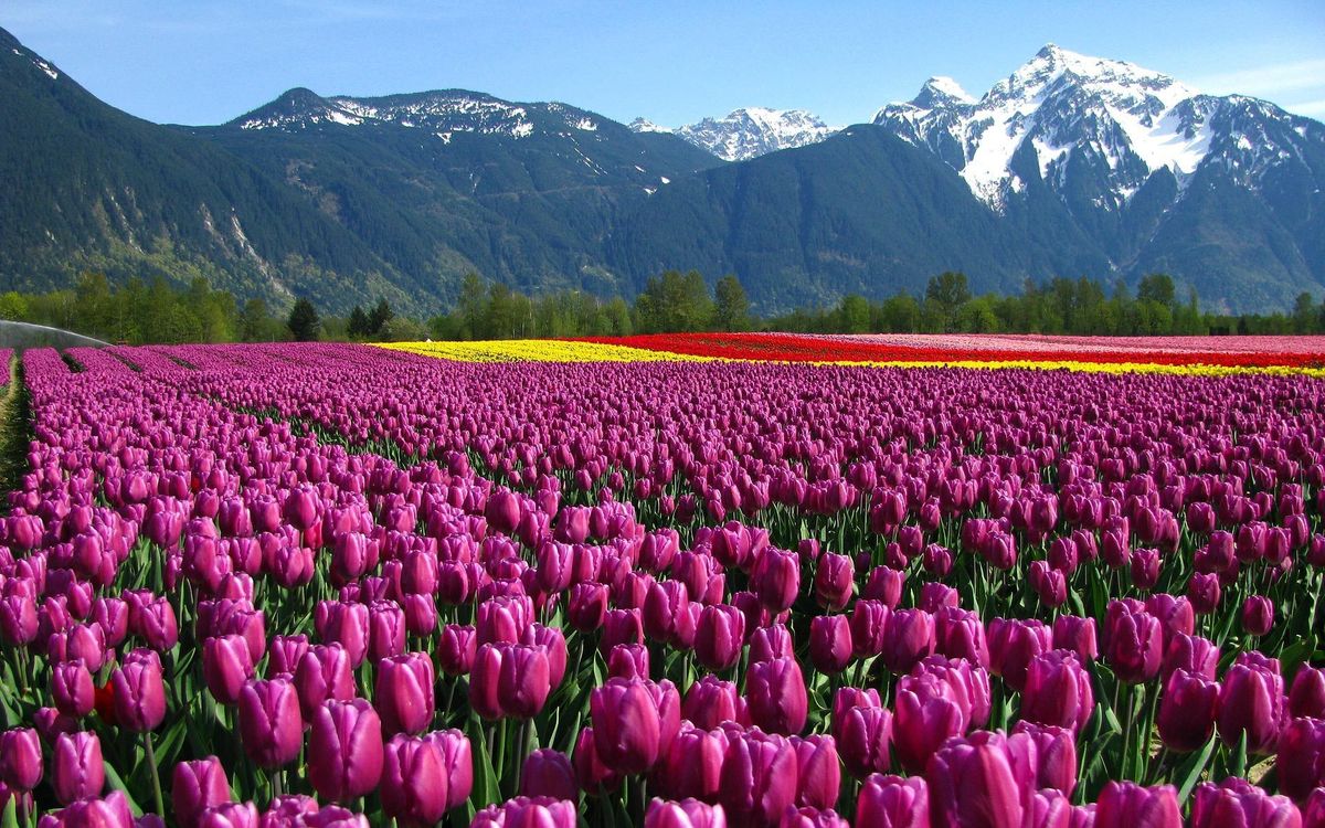 kashmir